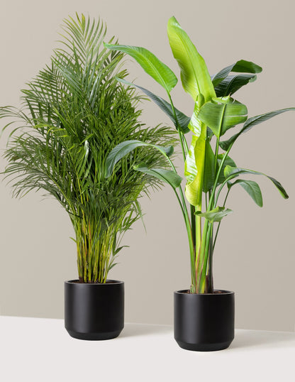 Paradise Pair