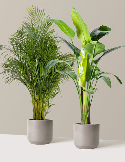 Paradise Pair