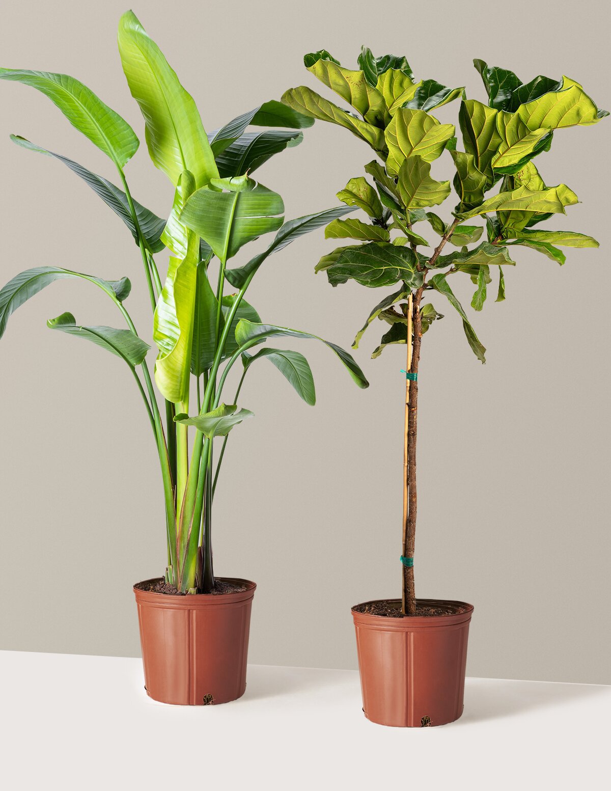 Top-Seller Duo