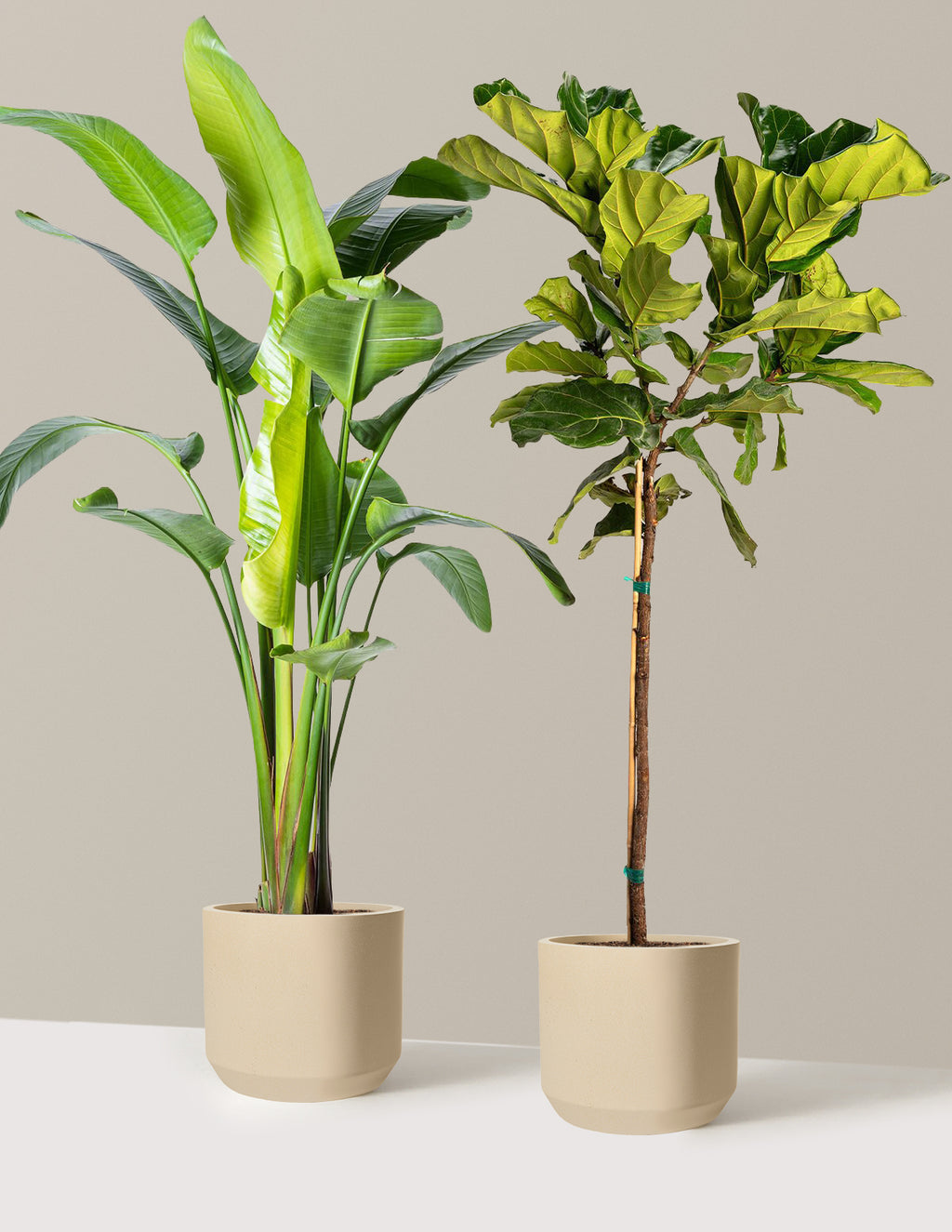 Top-Seller Duo