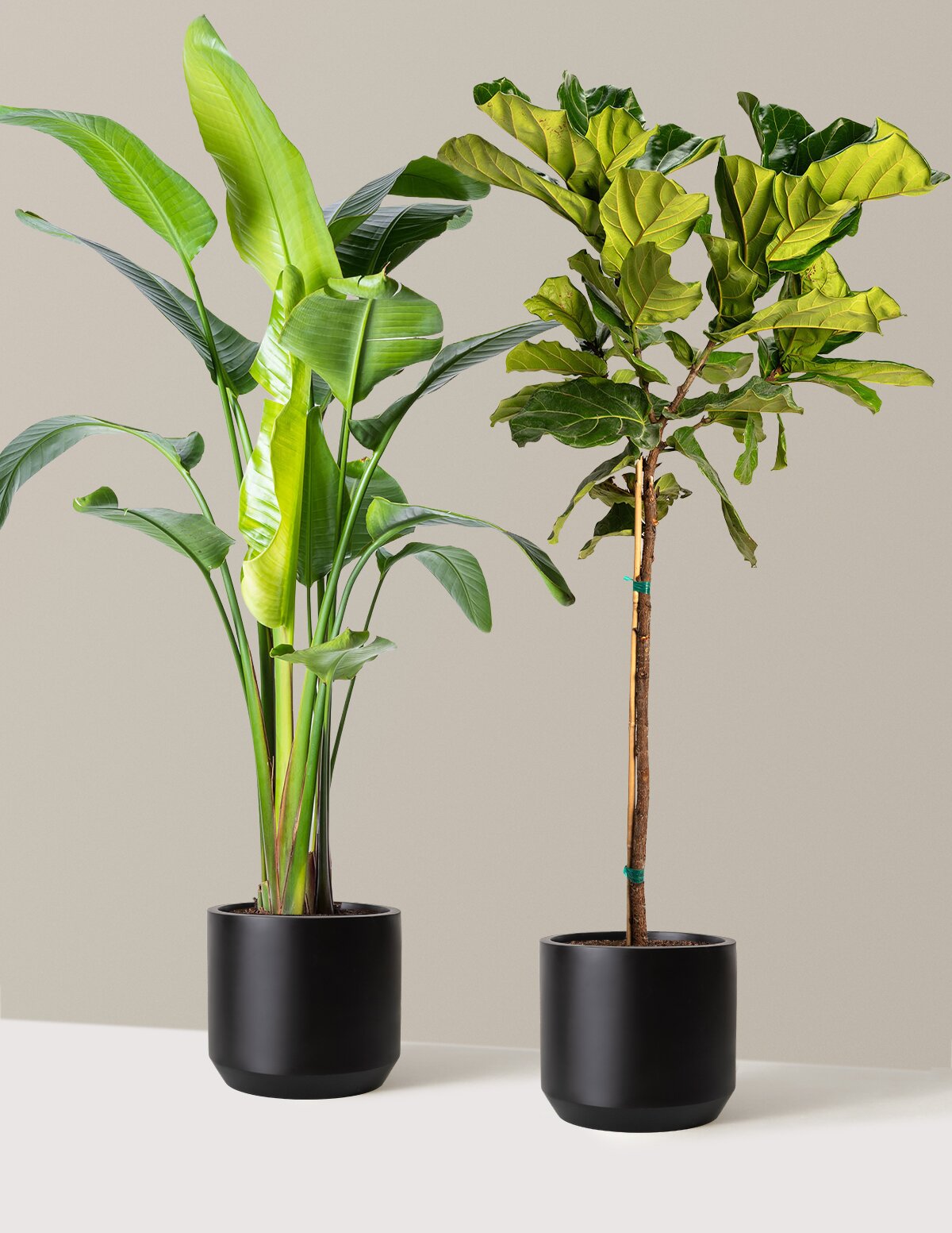 Top-Seller Duo