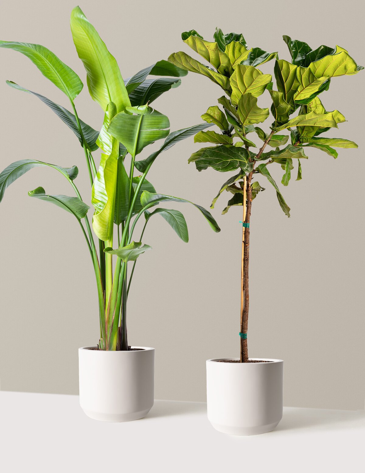 Top-Seller Duo