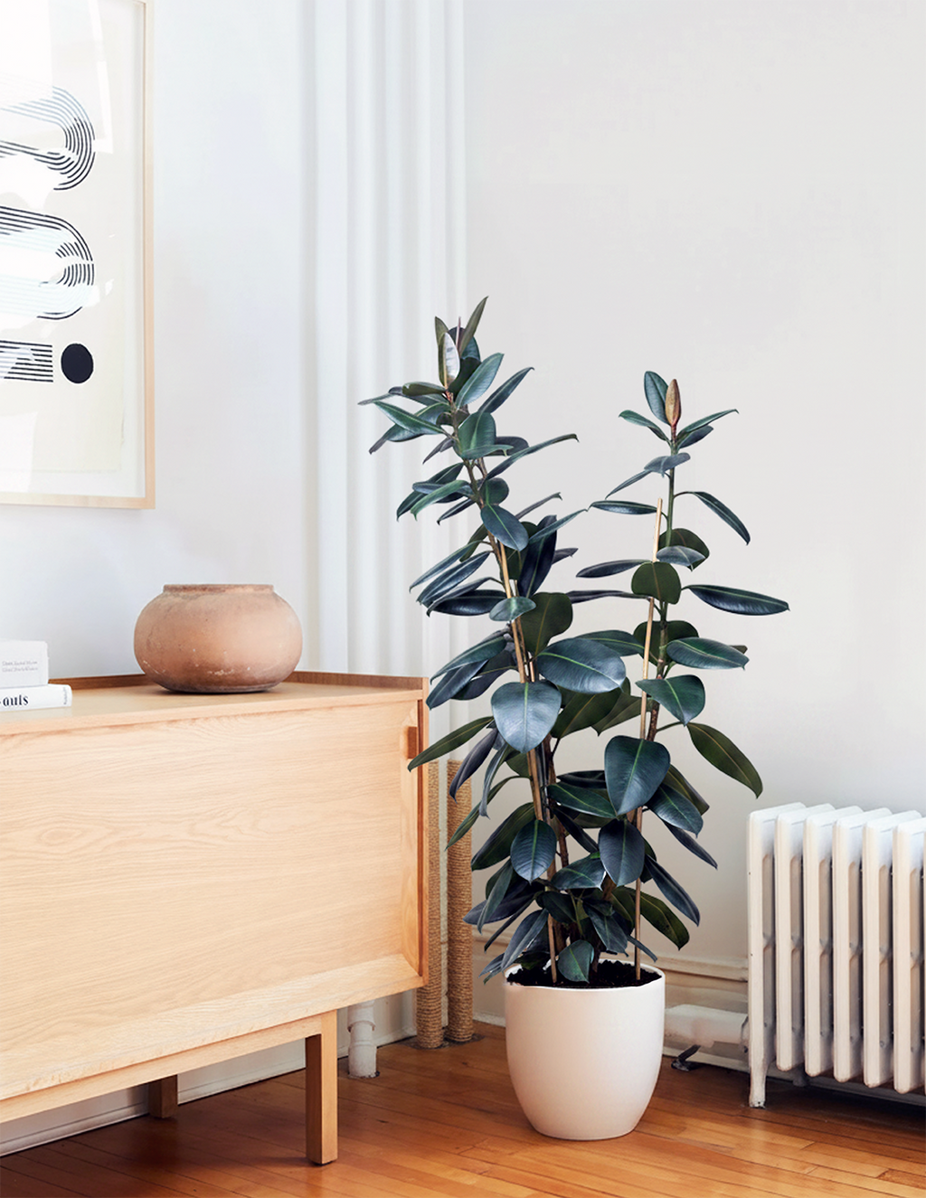 Ficus Burgundy Rubber Plant