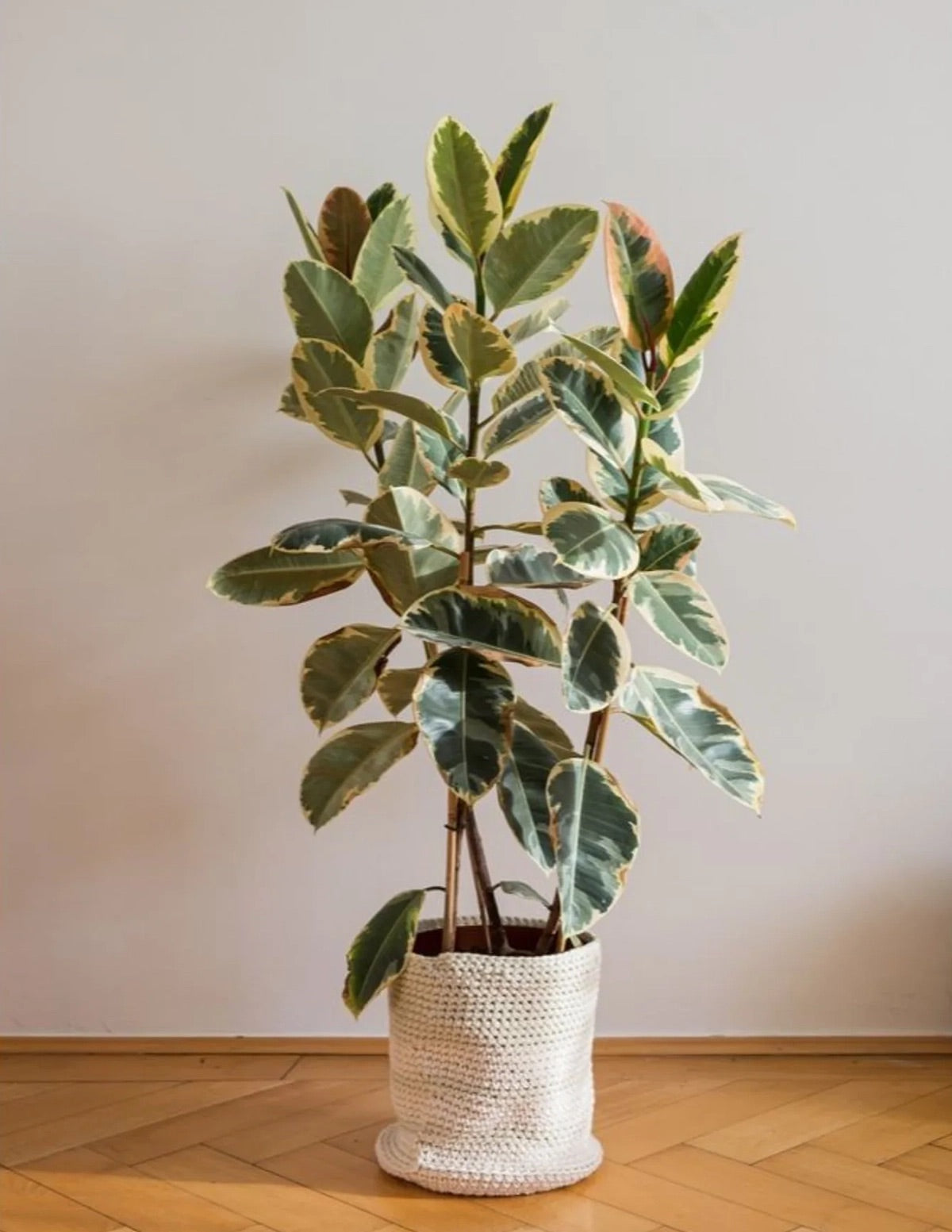 Ficus Tineke Bush