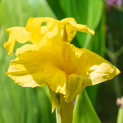 Yellow Futurity Canna Lily Bulbs