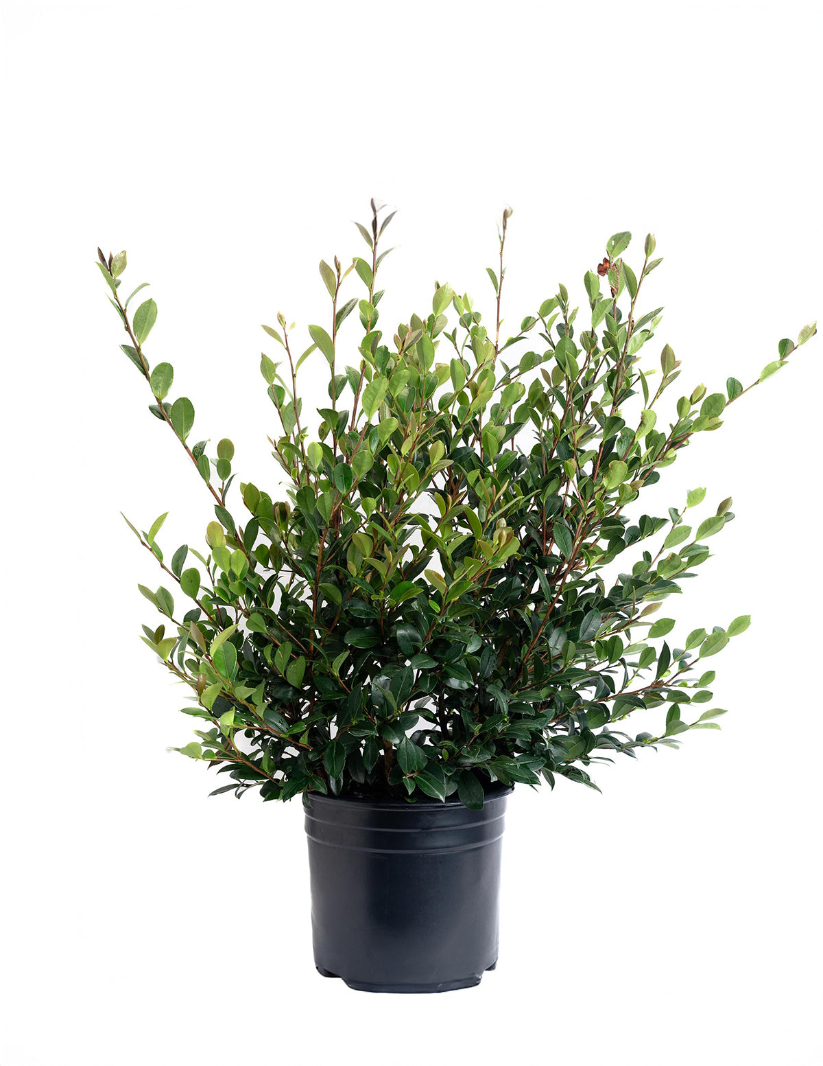 Yuletide Camellia
