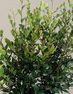 Yuletide Camellia
