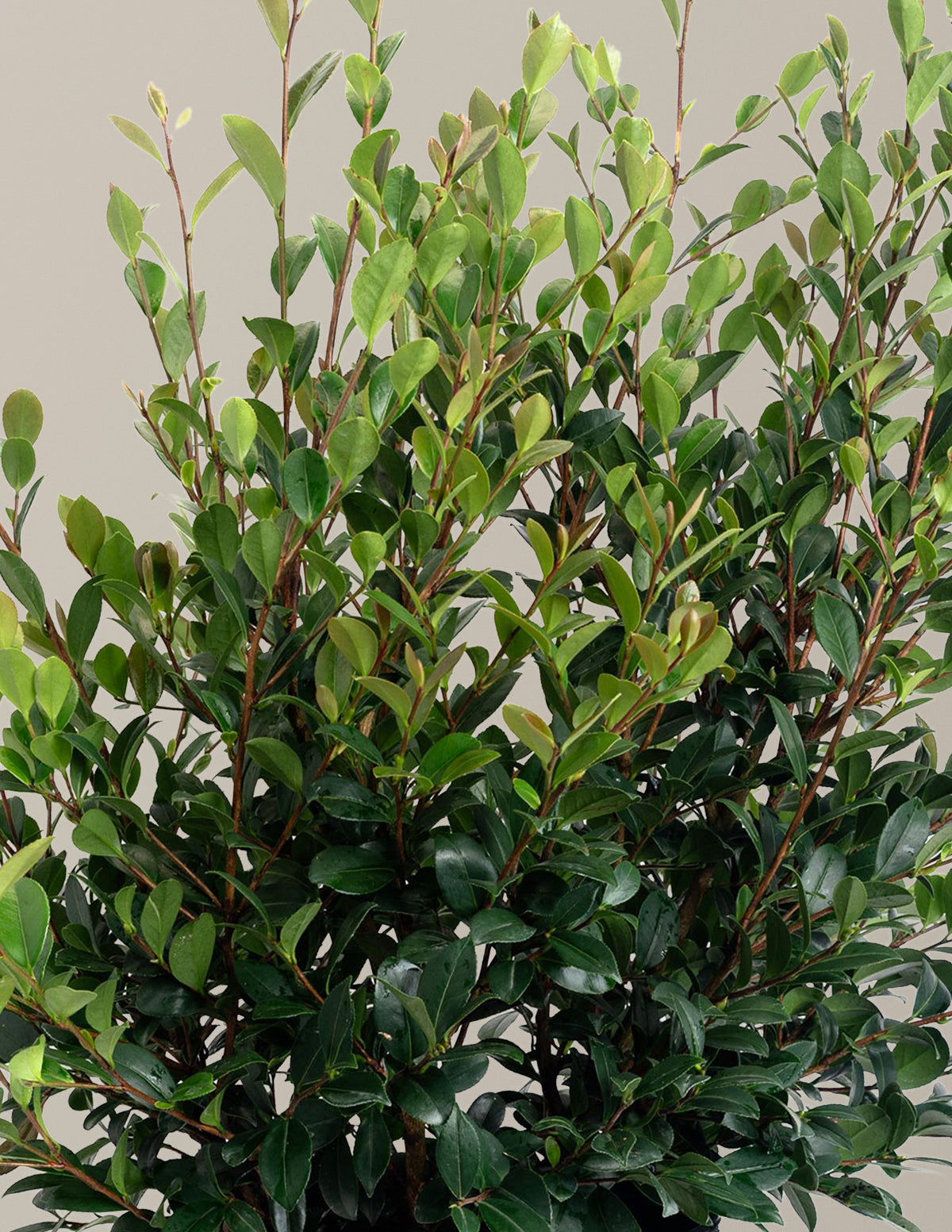 Yuletide Camellia