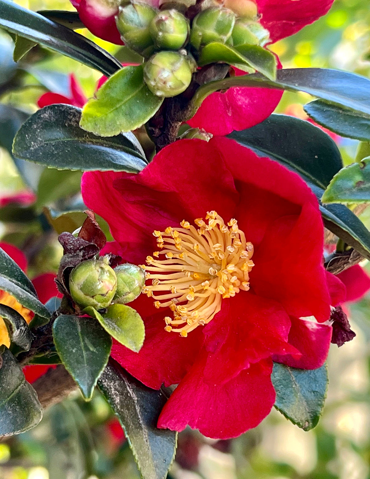 files/the-sill_Yuletide-Camellia_gallery-001.jpg