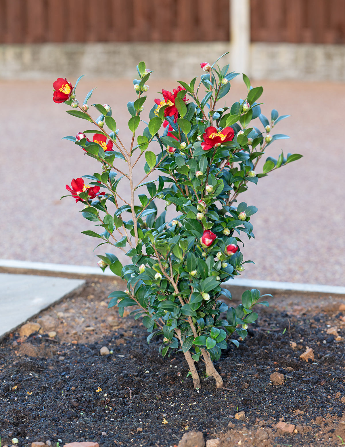 Yuletide Camellia