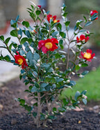 Yuletide Camellia