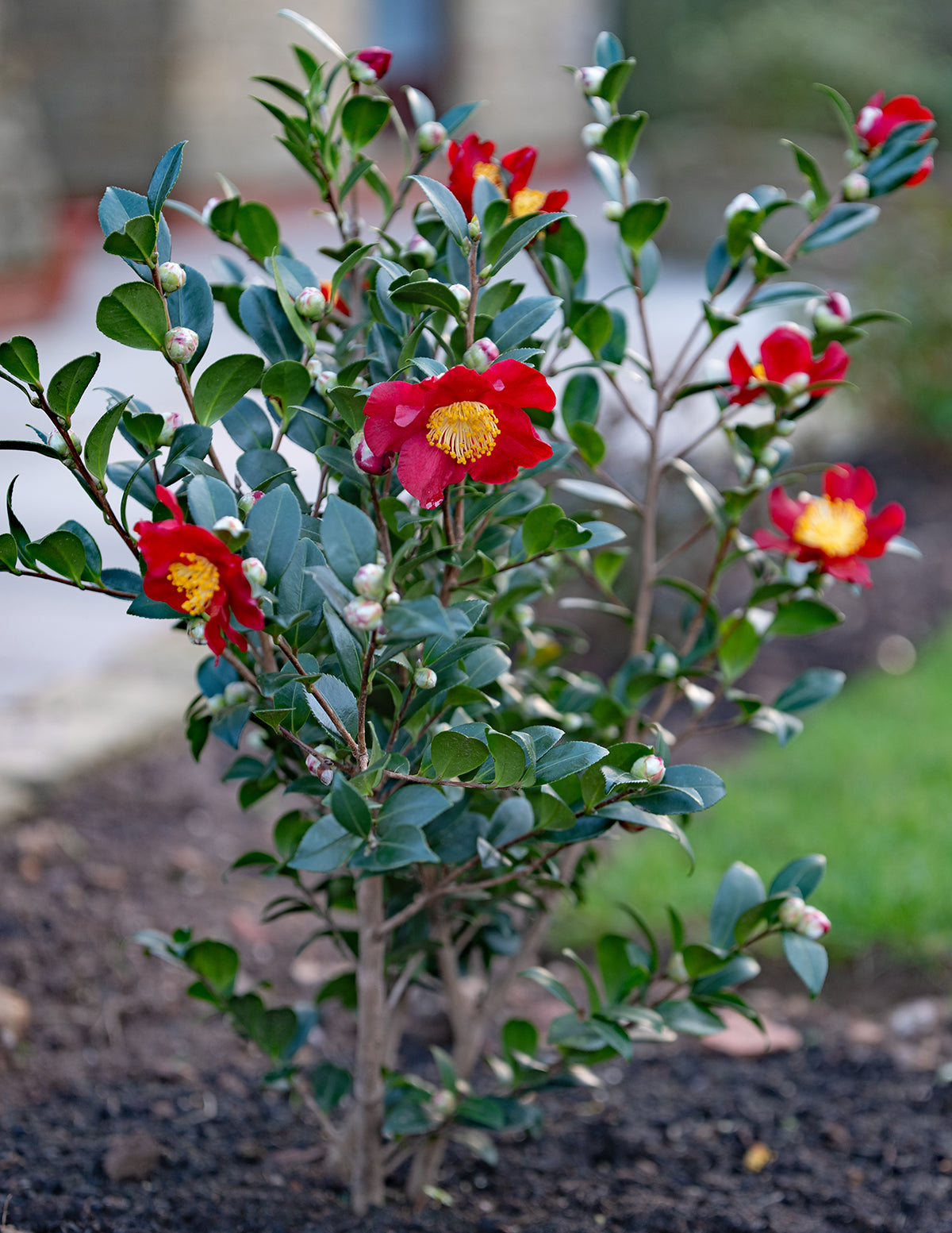 Yuletide Camellia