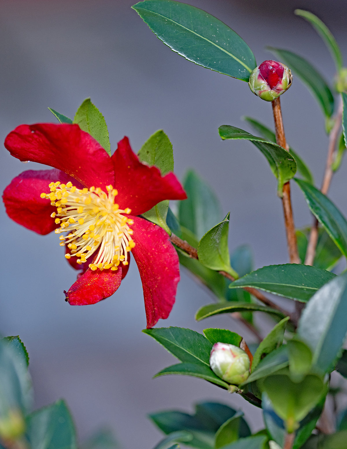 Yuletide Camellia
