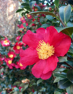 Yuletide Camellia