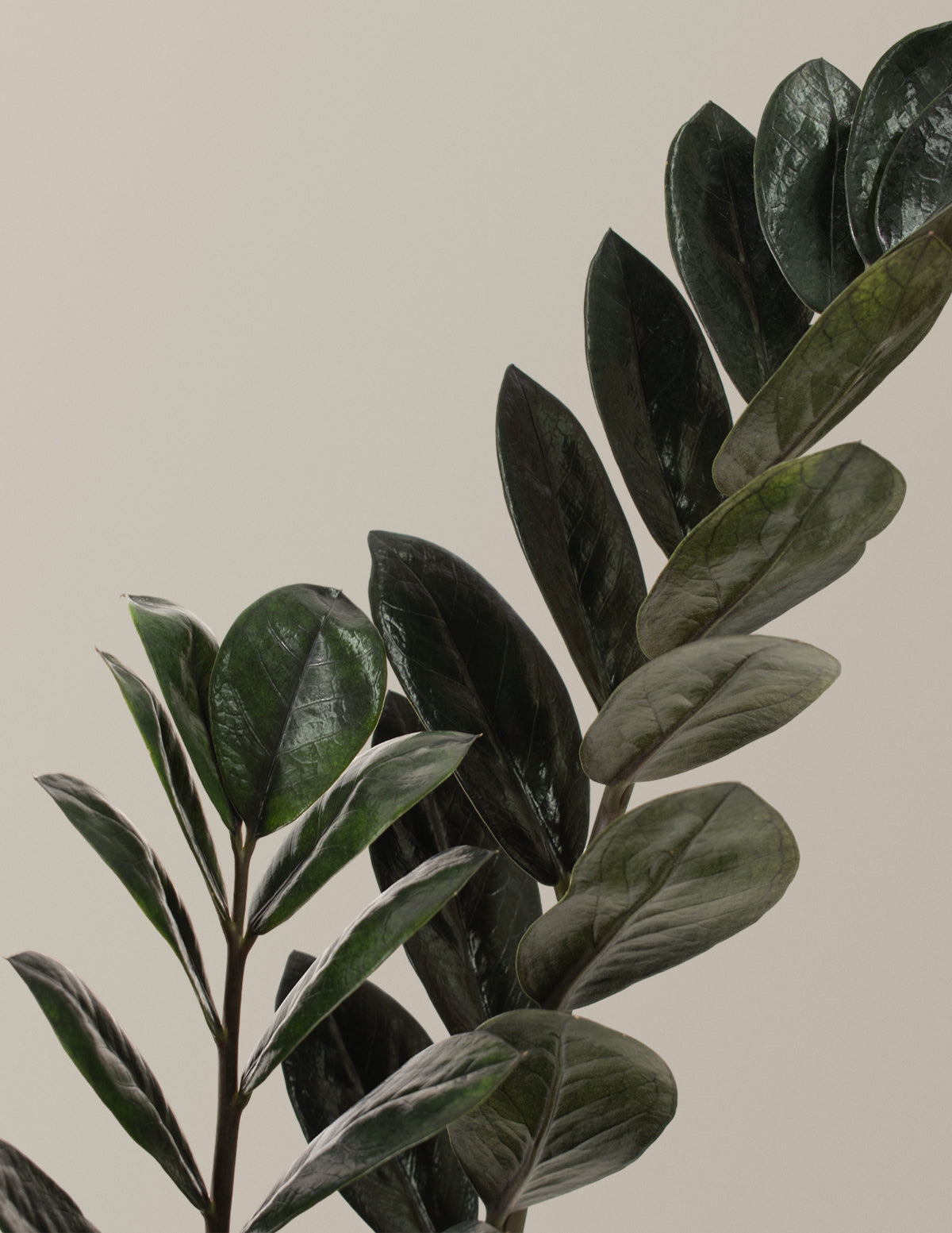 black raven zz plant Black ZZ Plant - Large (2-3' tall) Cement Grey Planter