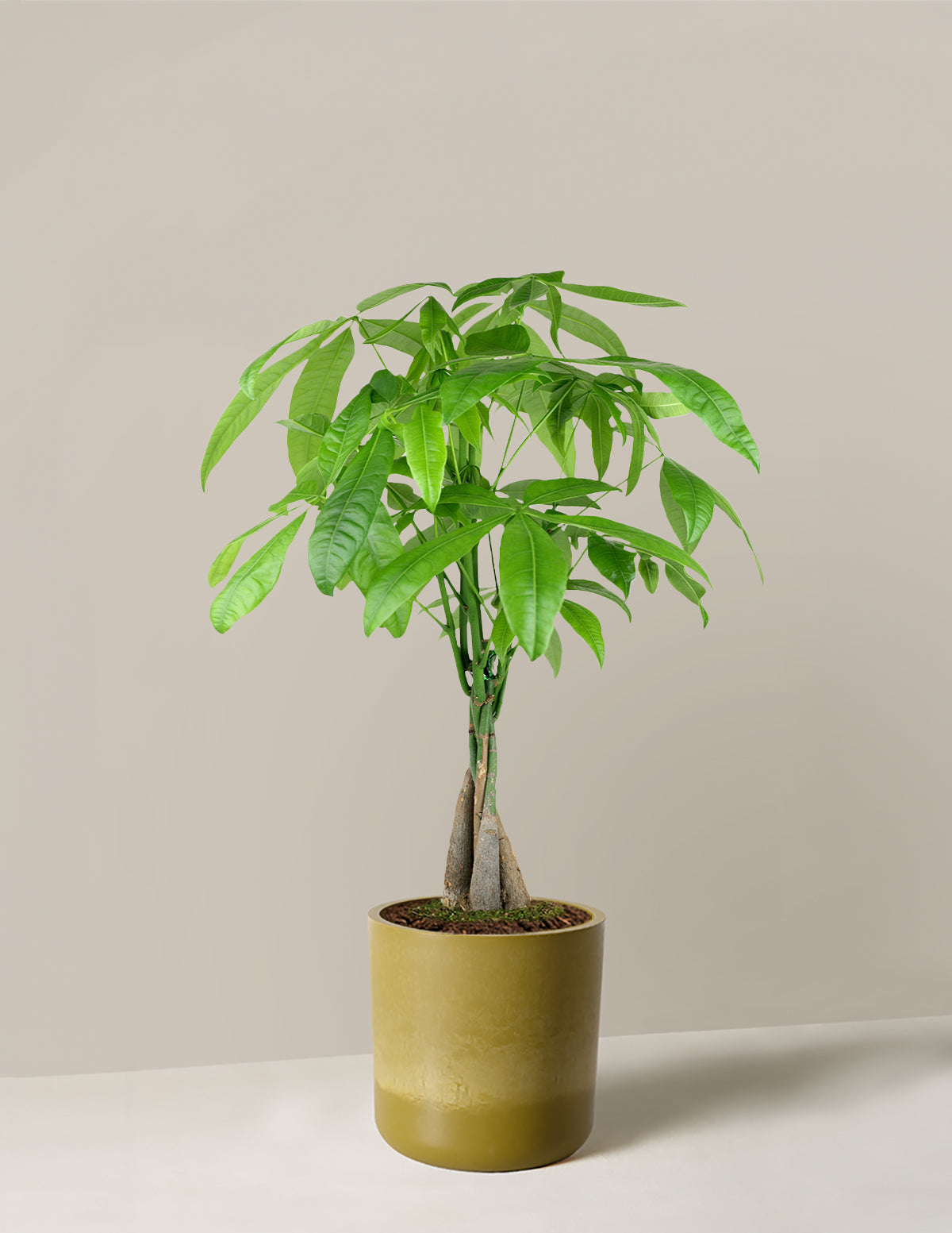 Money Tree Plant
