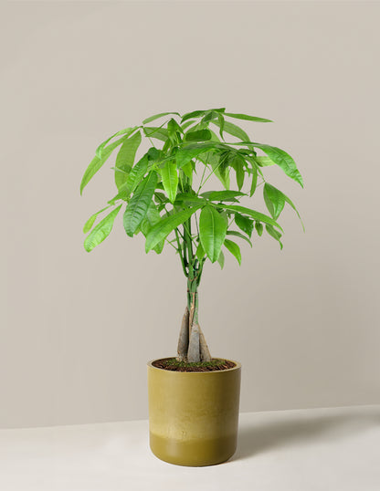Money Tree Plant