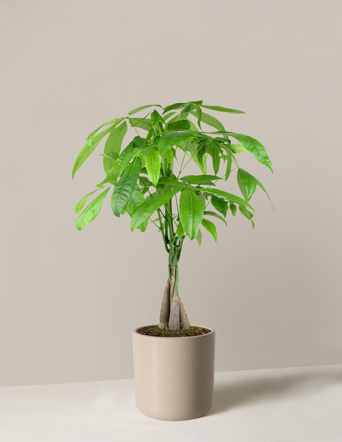 Money Tree Plant