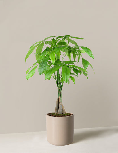 Money Tree Plant