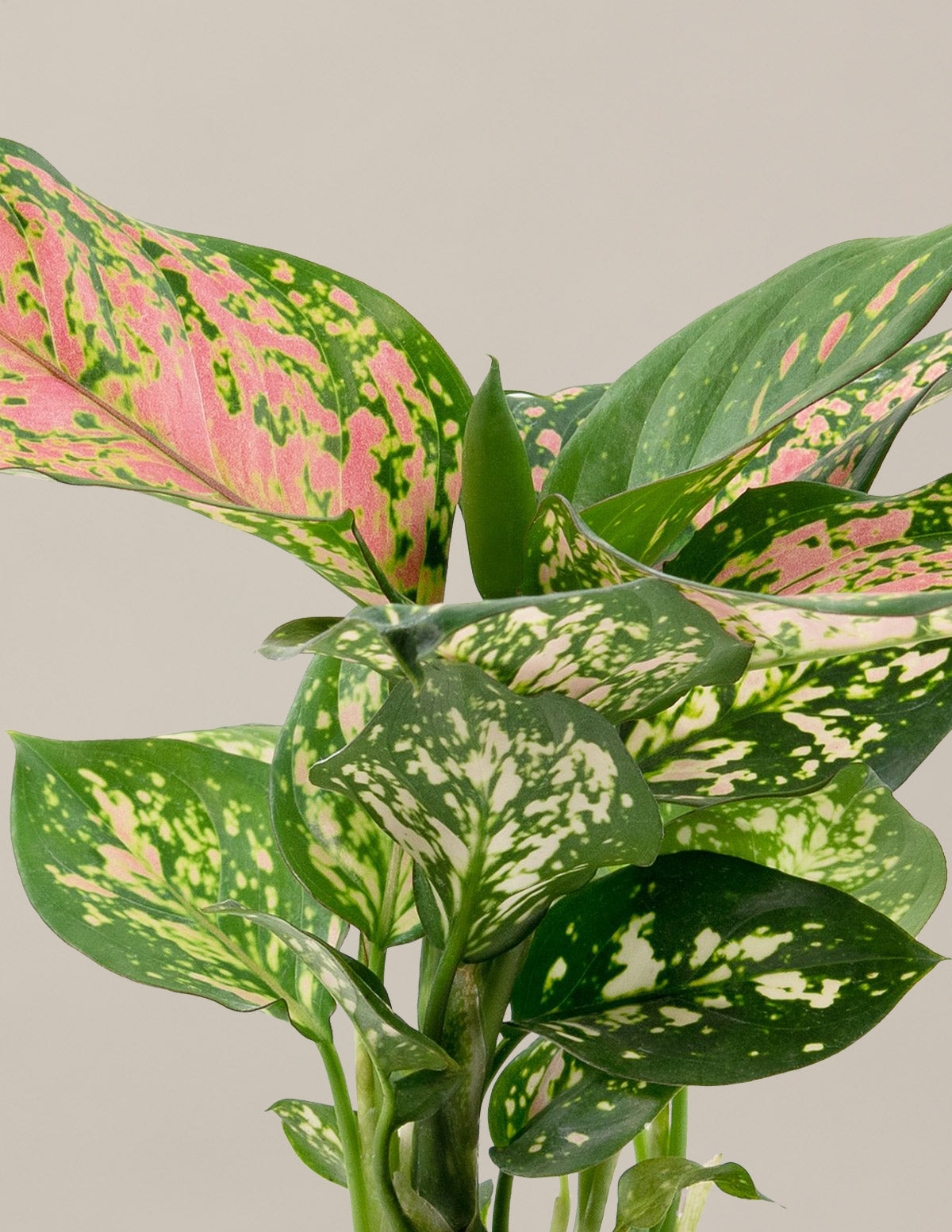 aglaonema buy Aglaonema Wishes Houseplant with Planter - Medium (9-14" tall) Bubblegum Planter
