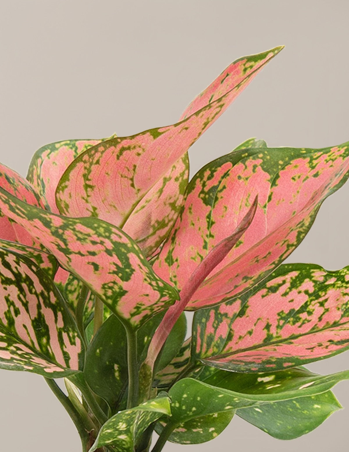 Aglaonema Wishes