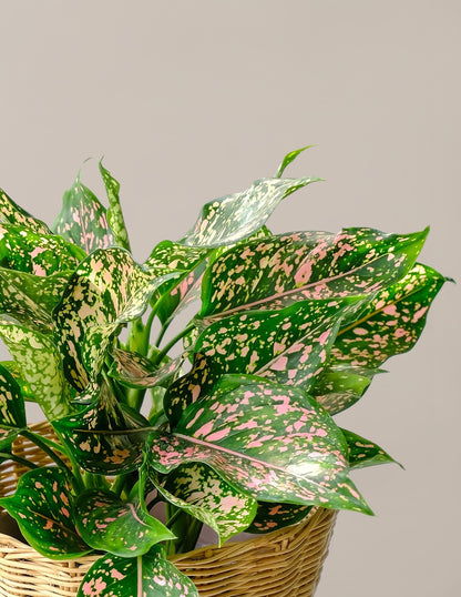 Aglaonema Wishes