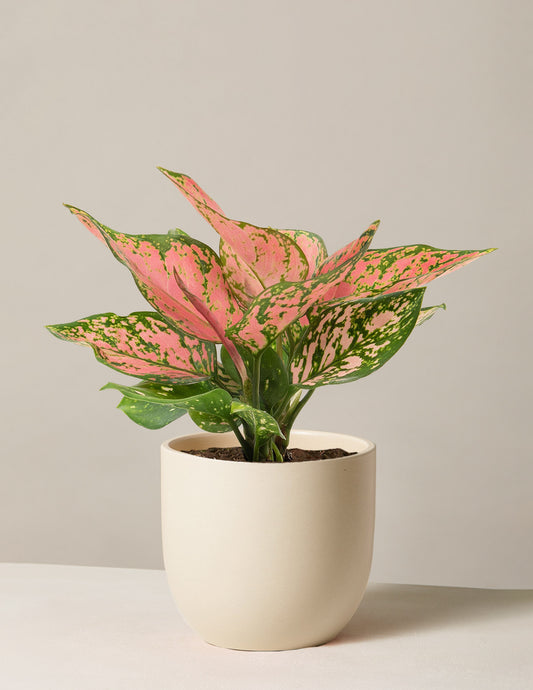 Aglaonema Wishes