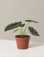 bundle | Small | Grow Pot