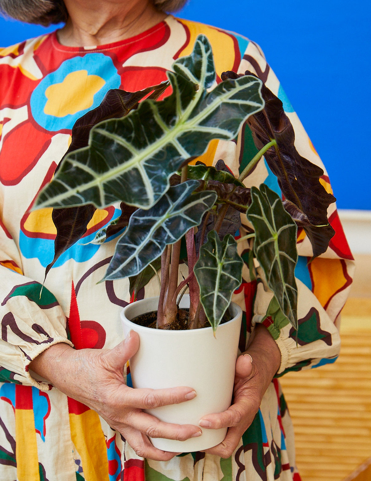 files/the-sill_alocasia-polly_kent-white_gallery_all_all_01.jpg