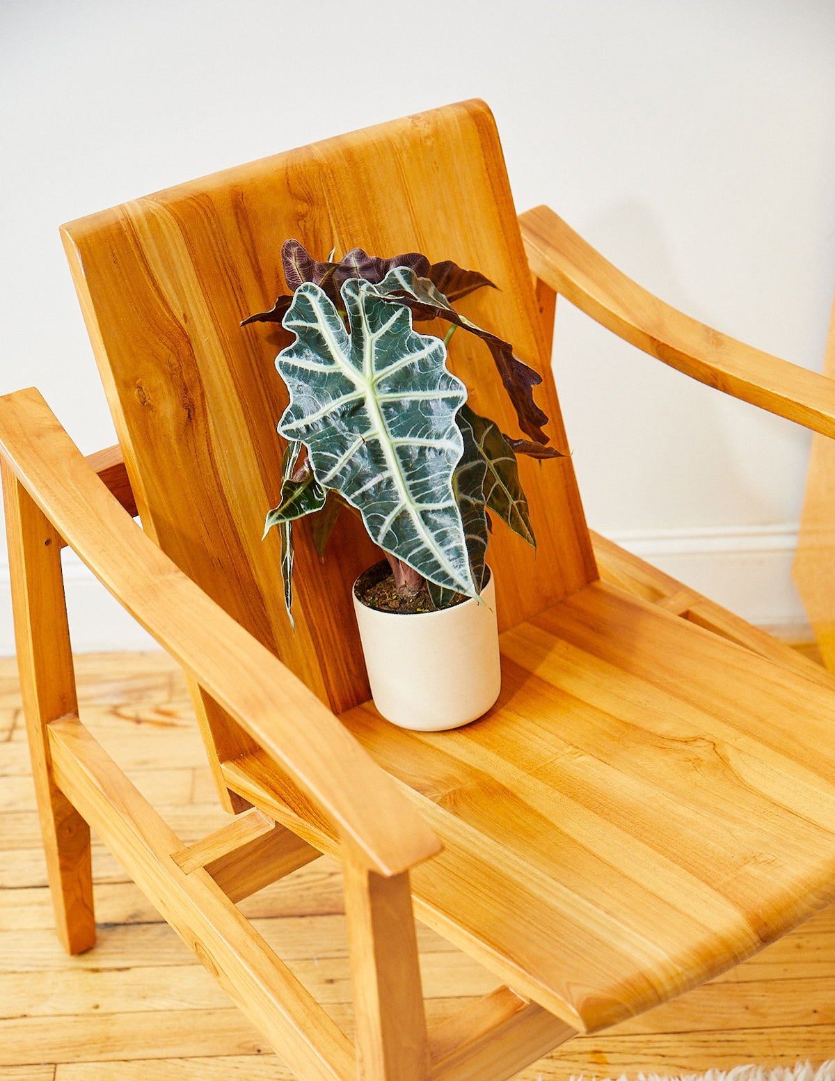 Alocasia Amazonica | Houseplants for Delivery