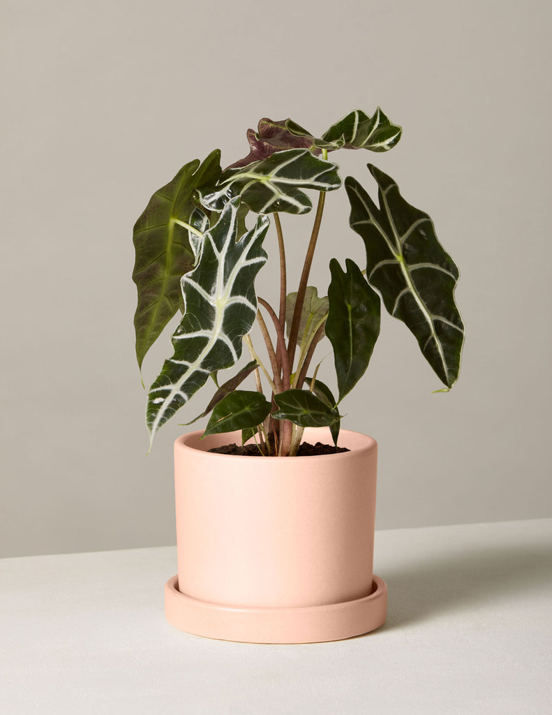 Alocasia Polly