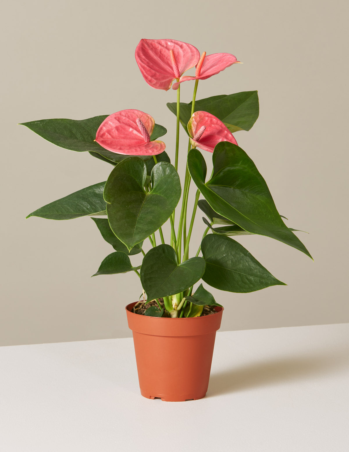 bundle | Small | Grow Pot