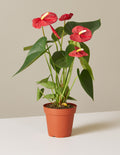 bundle | Small | Grow Pot