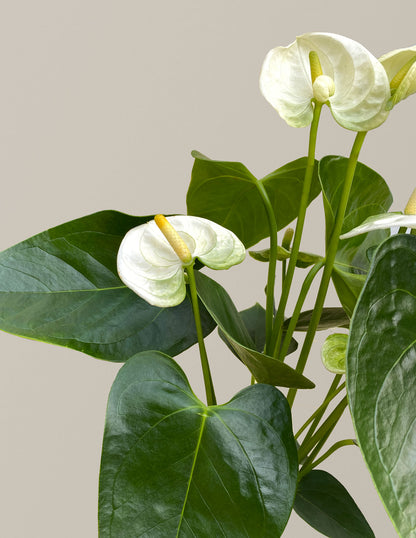 White Anthurium Party Pack