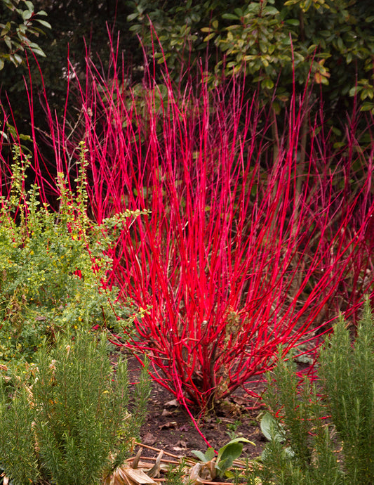 Arctic Fire® Red Twig Dogwood