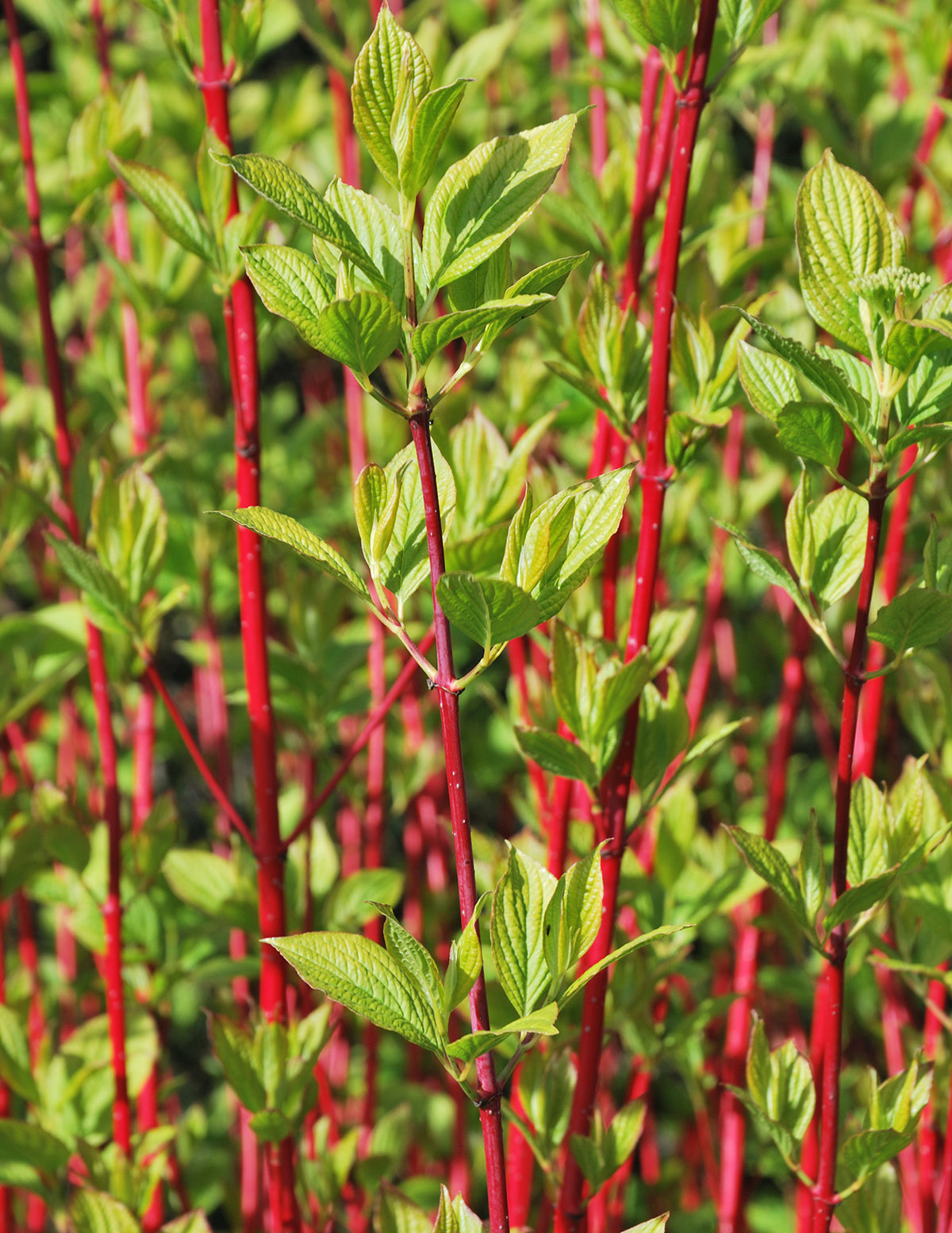 Arctic Fire® Red Twig Dogwood