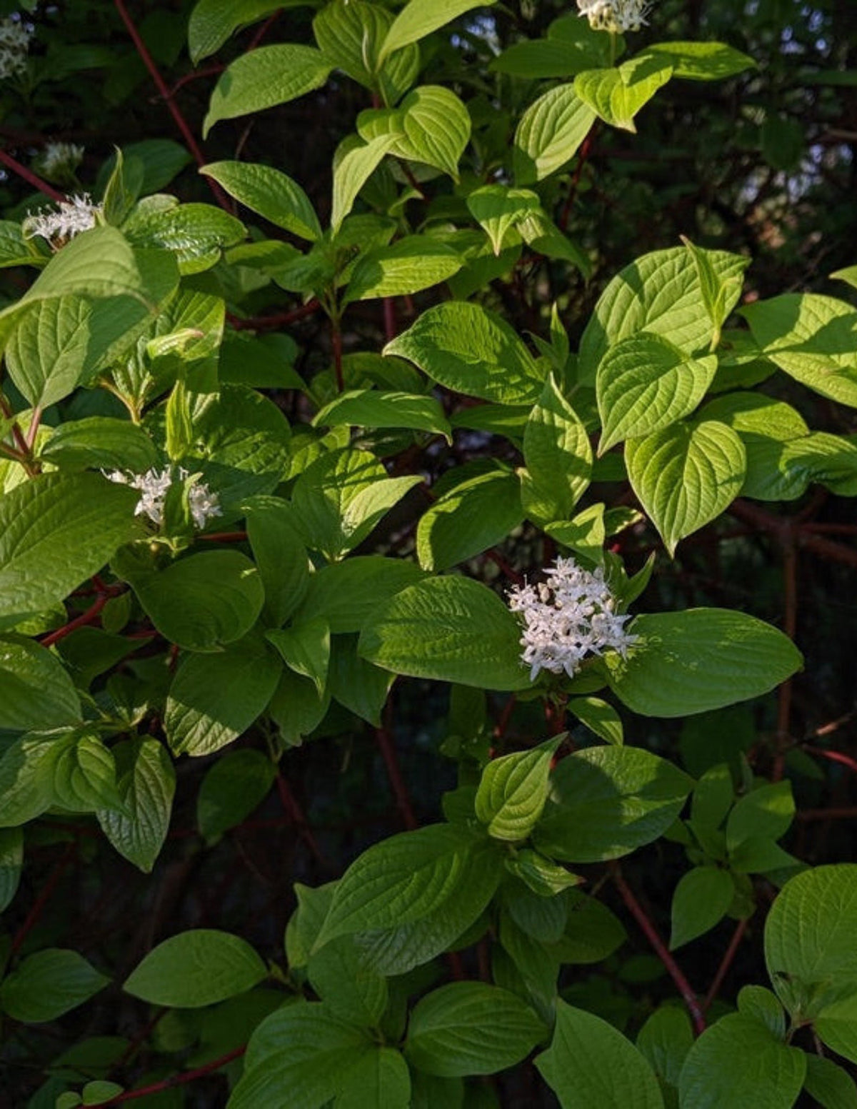 Arctic Fire® Red Twig Dogwood