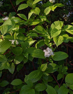 Arctic Fire® Red Twig Dogwood