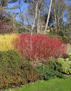 Arctic Fire® Red Twig Dogwood