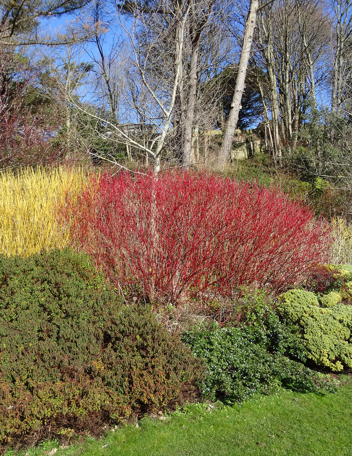 Arctic Fire® Red Twig Dogwood