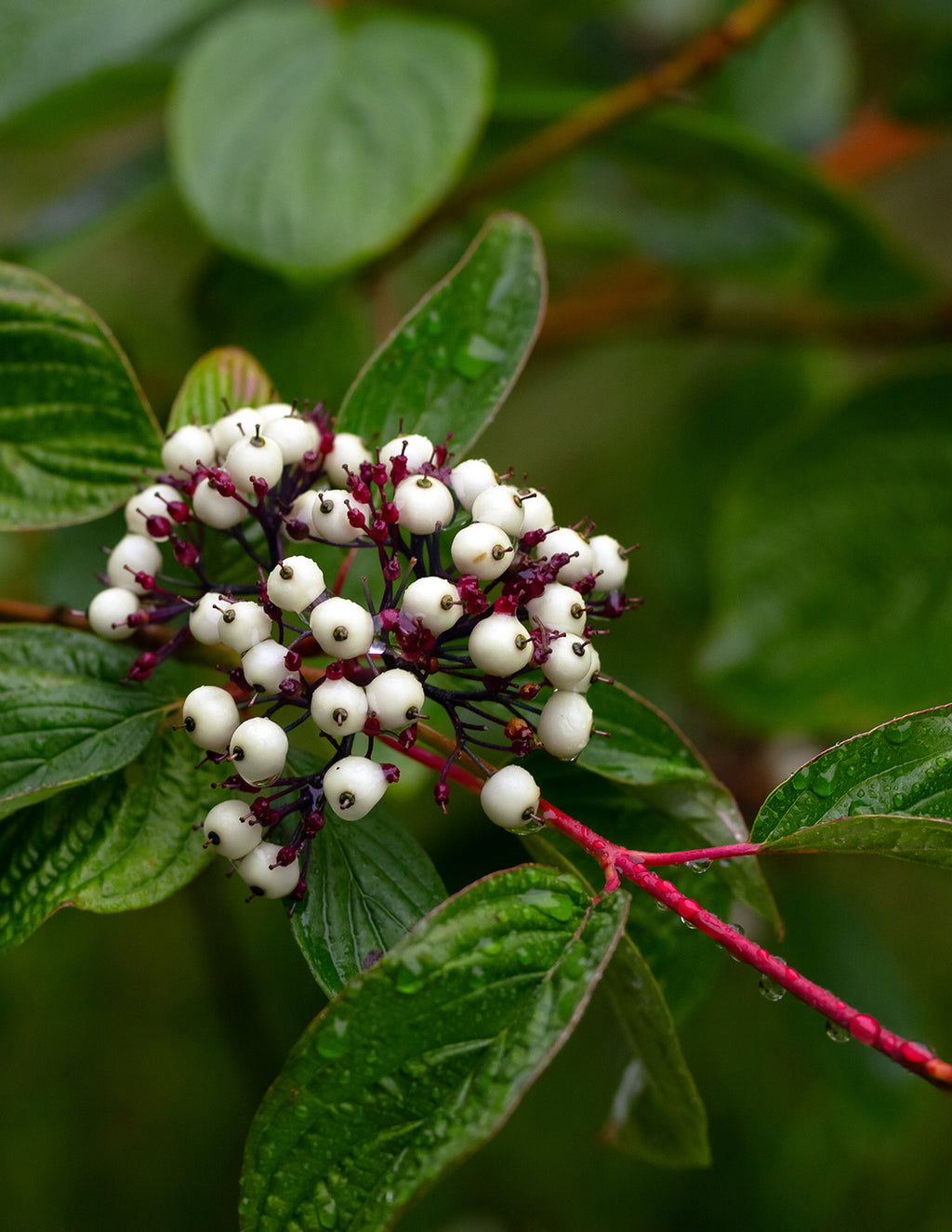 Arctic Fire® Red Twig Dogwood