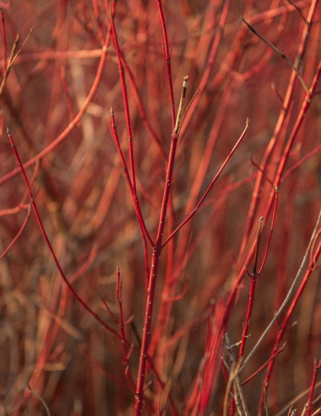 Arctic Fire® Red Twig Dogwood
