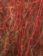 Arctic Fire® Red Twig Dogwood