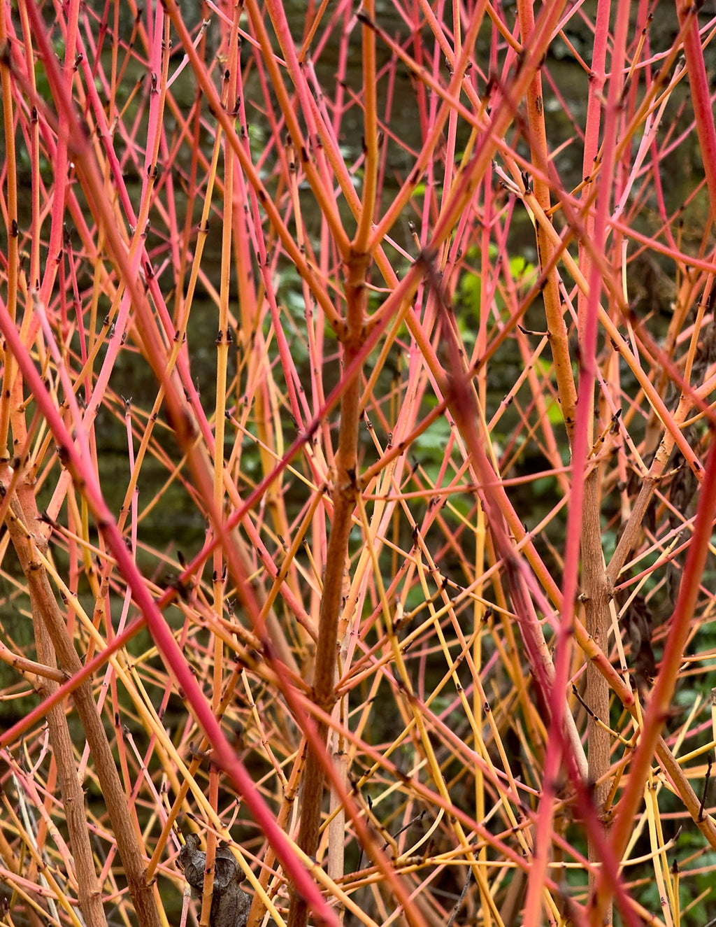 Arctic Fire® Red Twig Dogwood