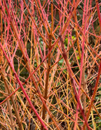Arctic Fire® Red Twig Dogwood