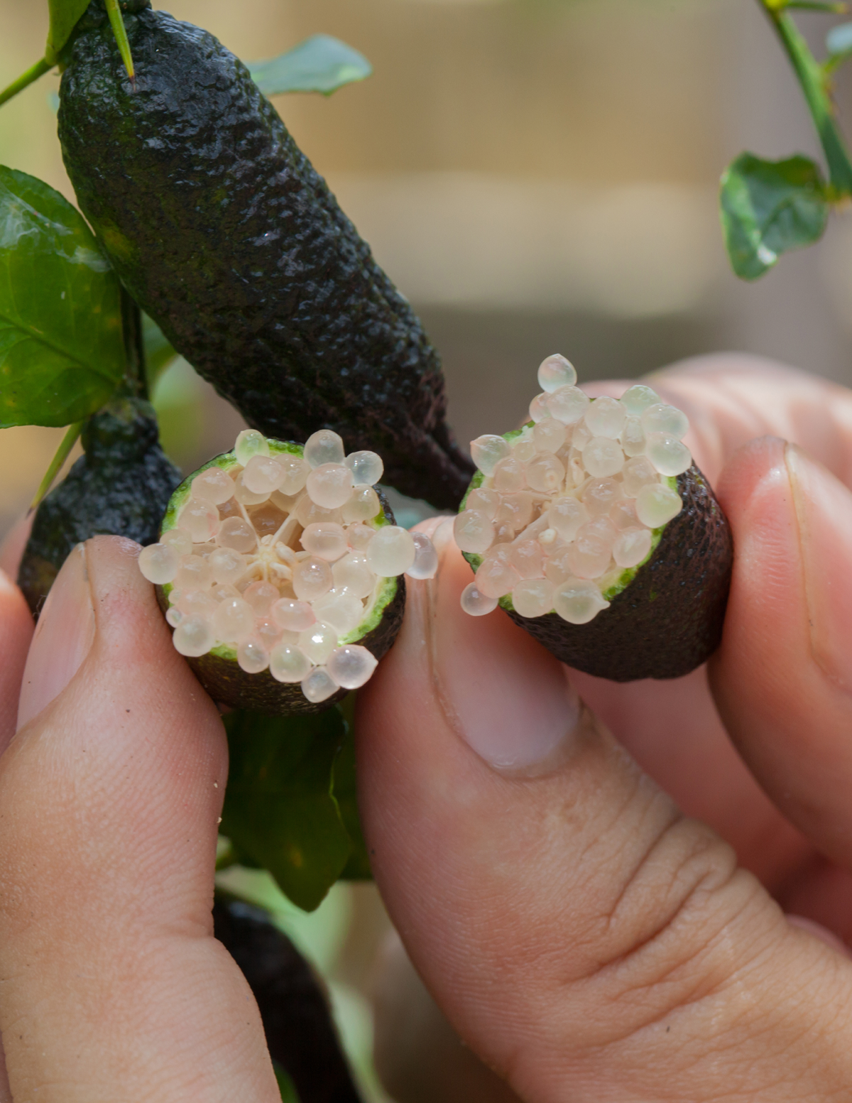 Australian Finger Lime Tree
