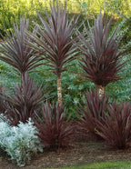 Bauer's Cordyline