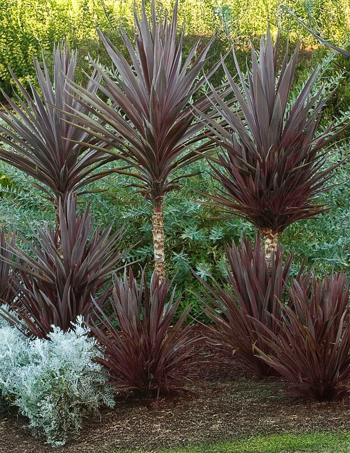 Bauer's Cordyline