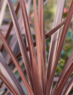 Bauer's Cordyline