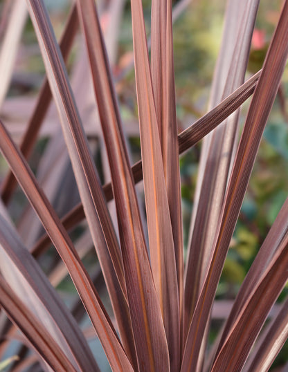 Bauer's Cordyline